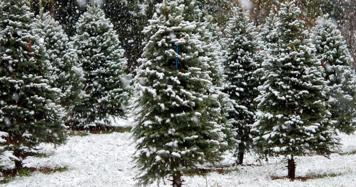 The Best Christmas Tree Farms in Eastern Connecticut CTvisit